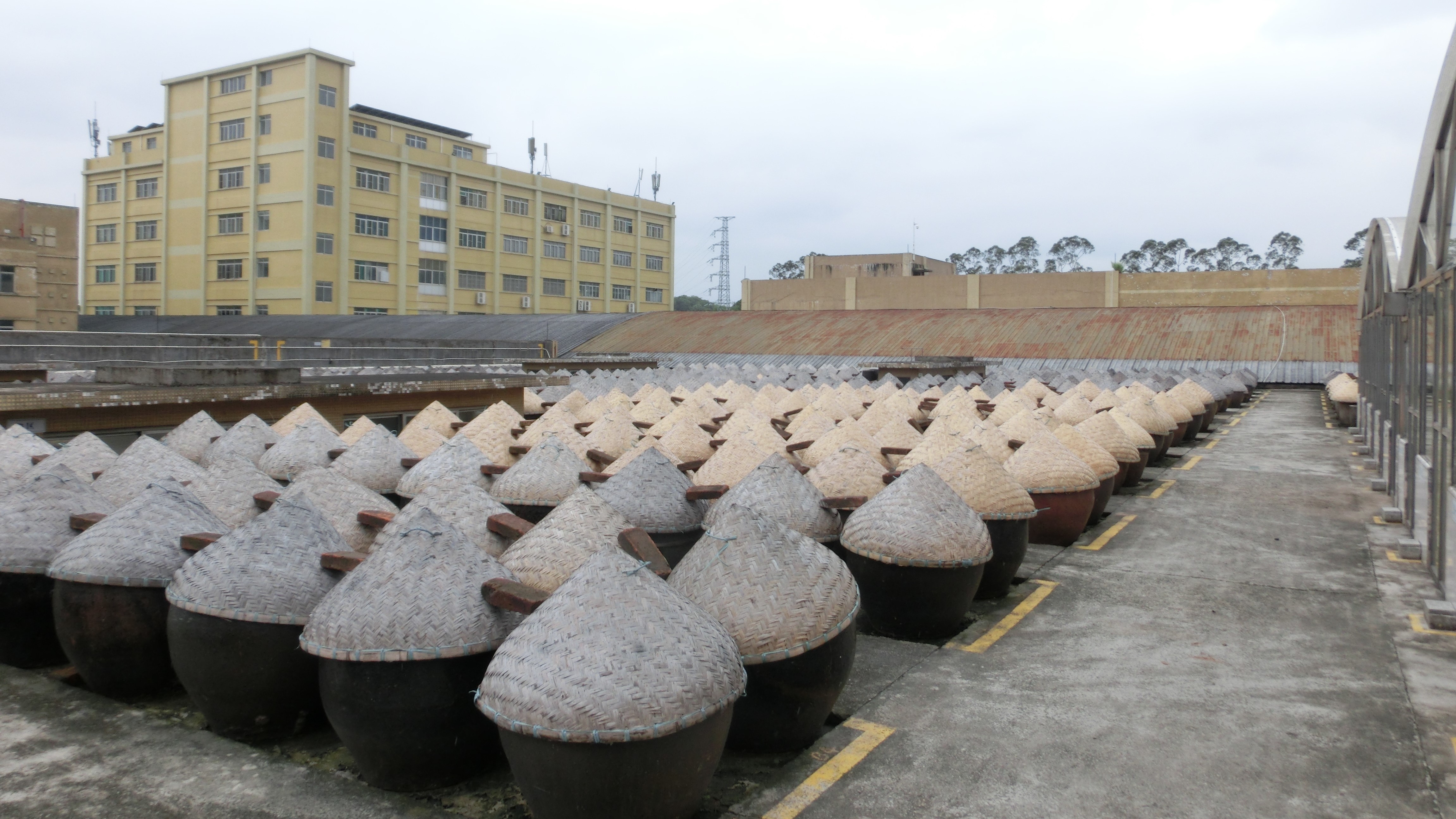 3 参观晾晒场.JPG